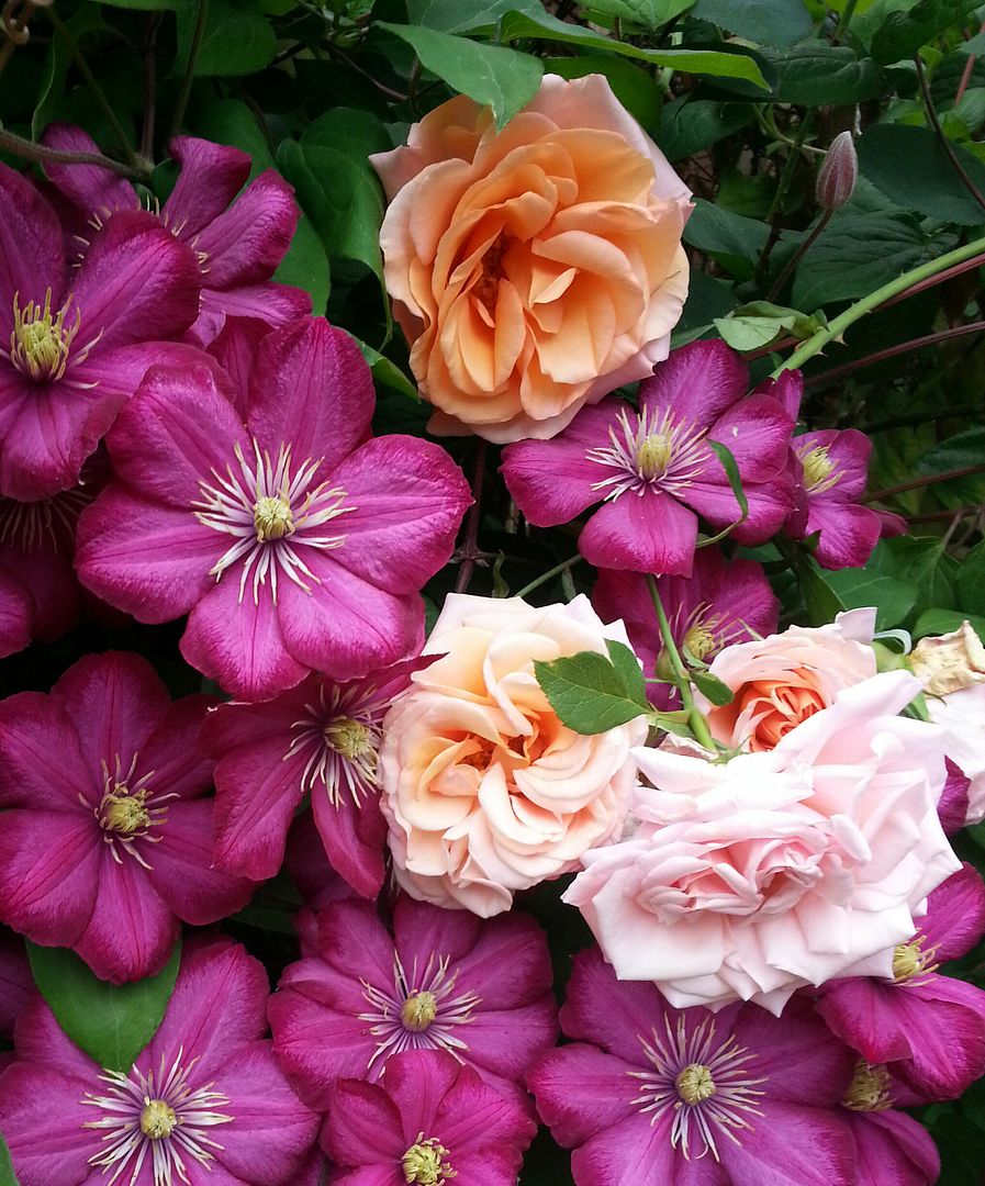  photo 20140707_111915-1_zpsvnjl3con.jpg